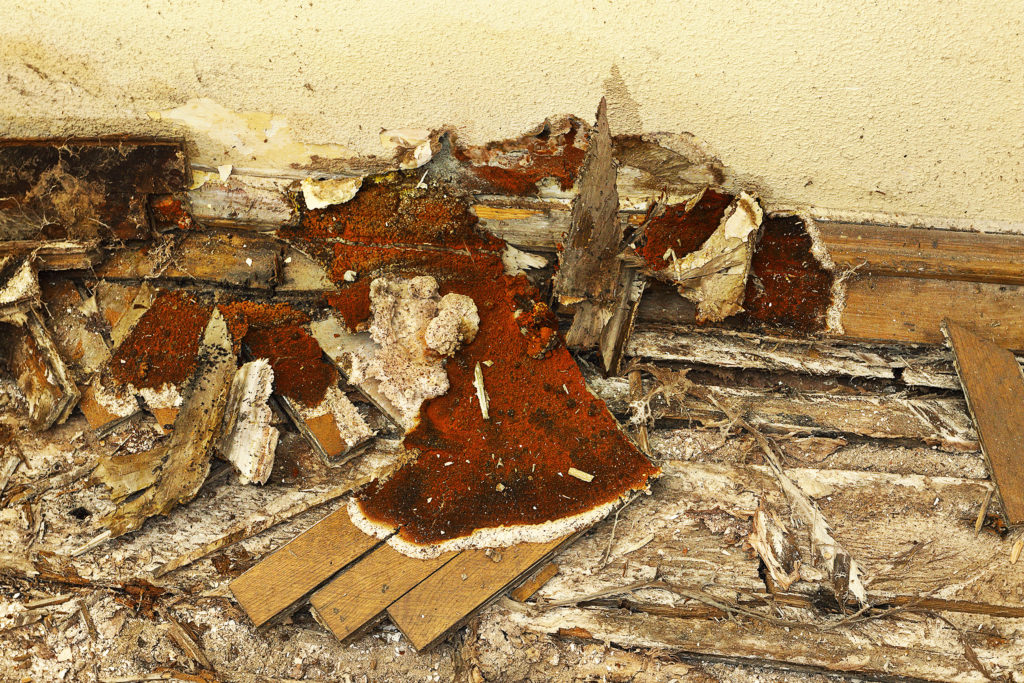 Wood Rot Treatment How To Identify And Treat It Trex Protect Joist